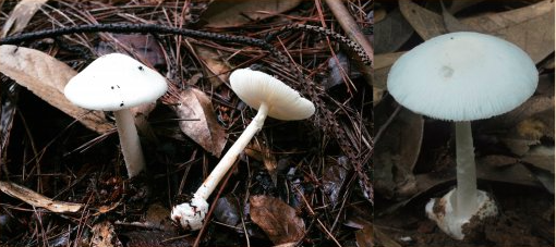 裂皮鹅膏是湖南常见的野生毒蘑菇。资料图片