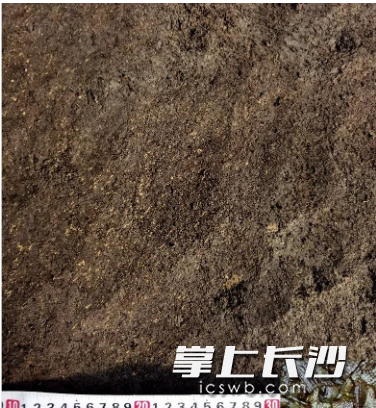 湖南澧县鸡叫城遗址的谷糠堆积。湖南省文物考古研究所供图