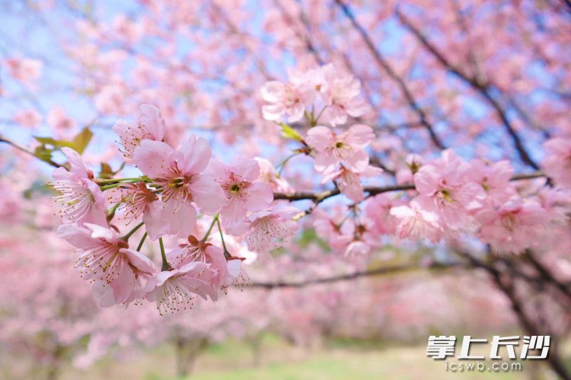 春光旖旎惹人醉，樱花含笑迎君来。