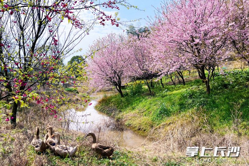 园内生态良好，映射出一幅绝美的春日美丽乡村图景。