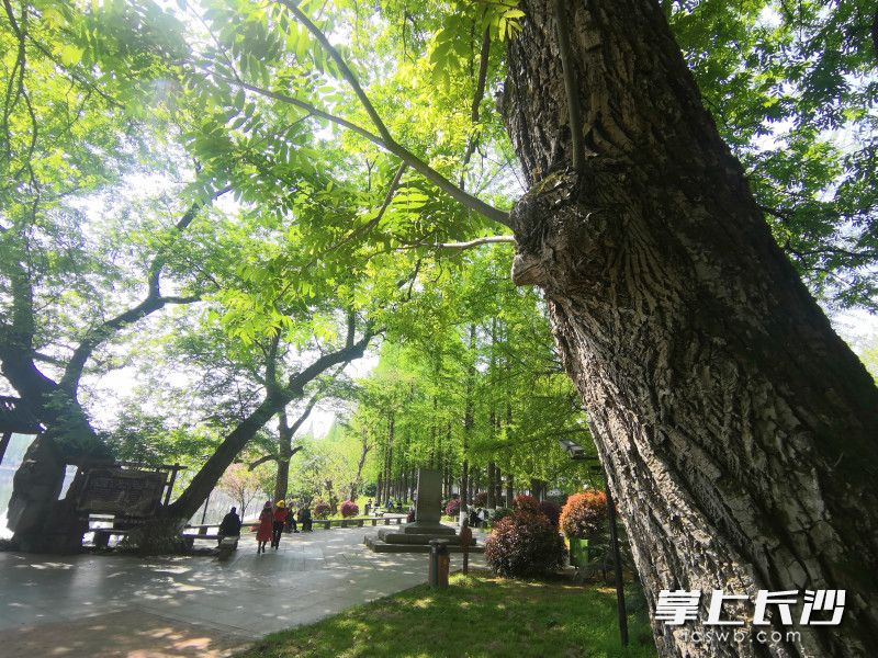 湖南烈士公园“认养一棵绿树 传承红色基因”树木认养活动启动。图片均为长沙晚报全媒体记者 贺文兵 摄