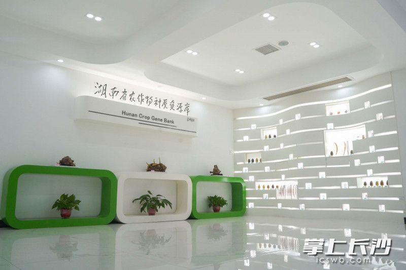 湖南省农作物种质资源库展示厅里，各种玻璃装置里的种子格外引人注目。