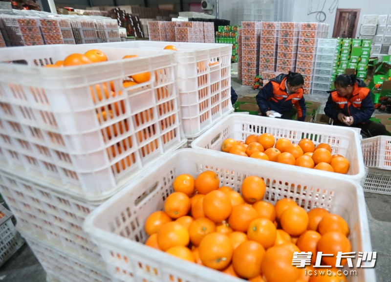 果农销售忙，脐橙迎丰收。 均为长沙晚通讯员 高兴 摄