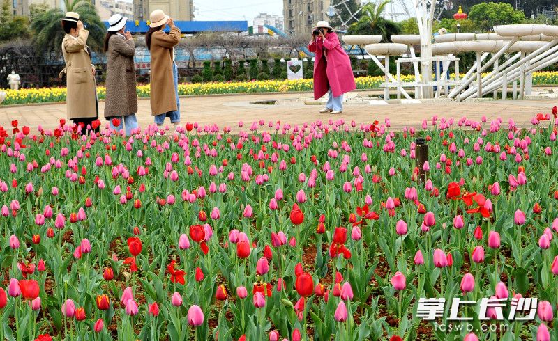 省植物园郁金香盛开，吸引不少女性入园赏花。 均为长沙晚报全媒体记者 贺文兵 摄
