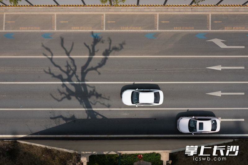 3月10日，湘江新区佑母塘路，路中的古树修剪了新枝的倒影与路形成的有趣的画面。均为 长沙晚报全媒体记者 黄启晴 摄