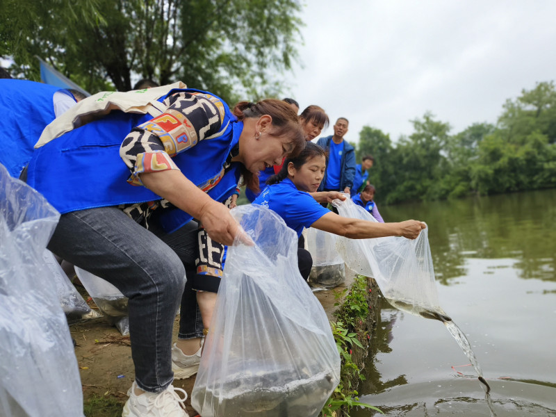 志愿者将4.5万尾鱼苗放入清澈的沩江。