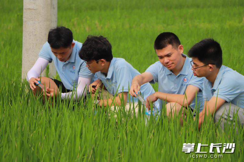 团队成员在水稻田里取样。