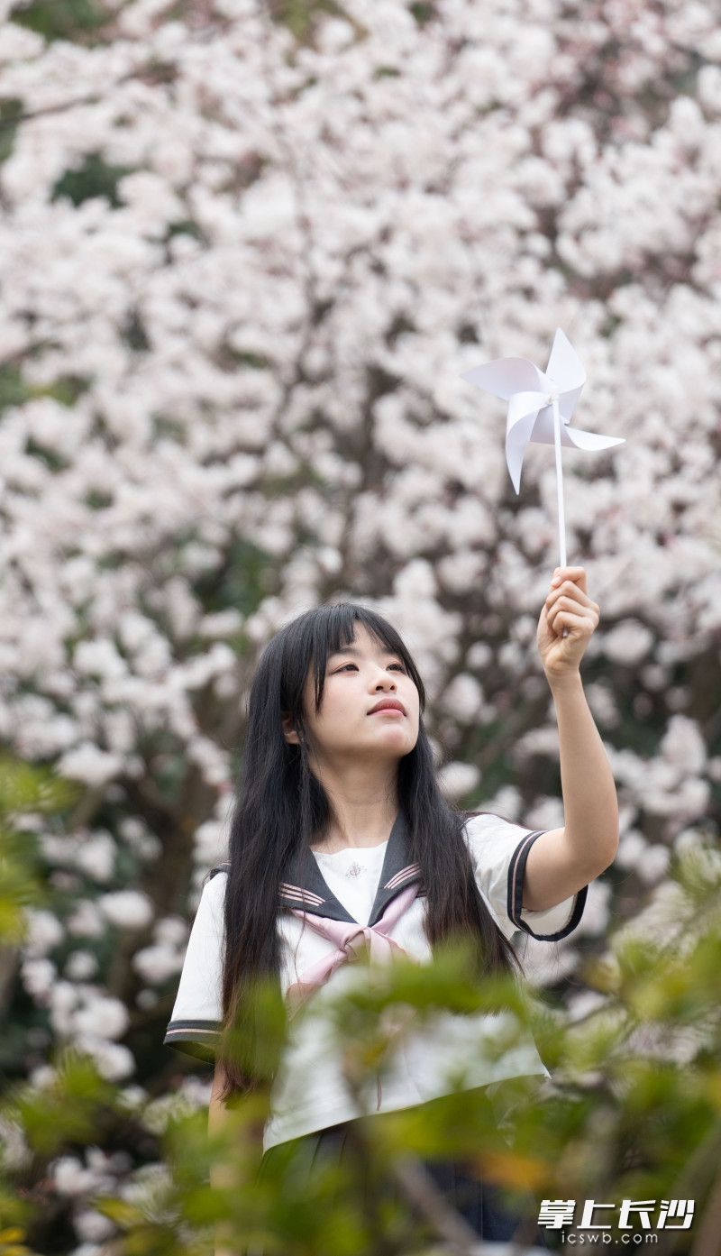 一位游客正在樱花树下拍照。