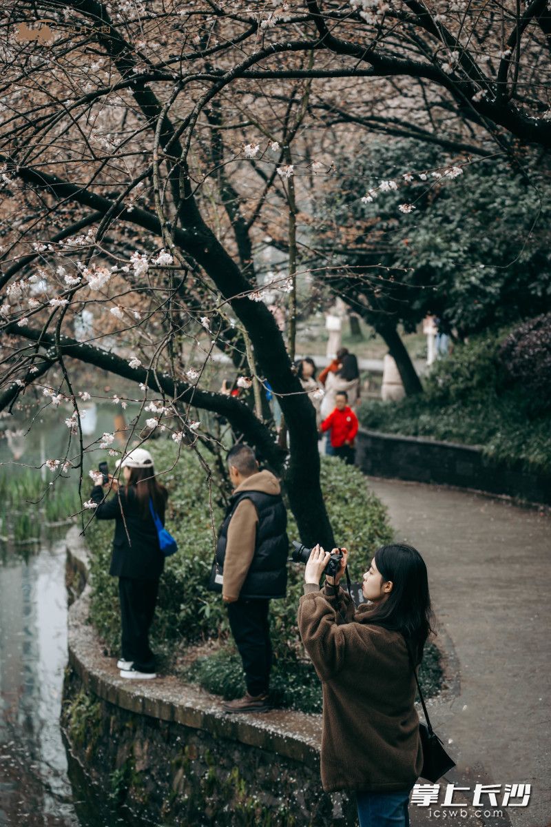  摄影爱好者在拍摄樱花美景。