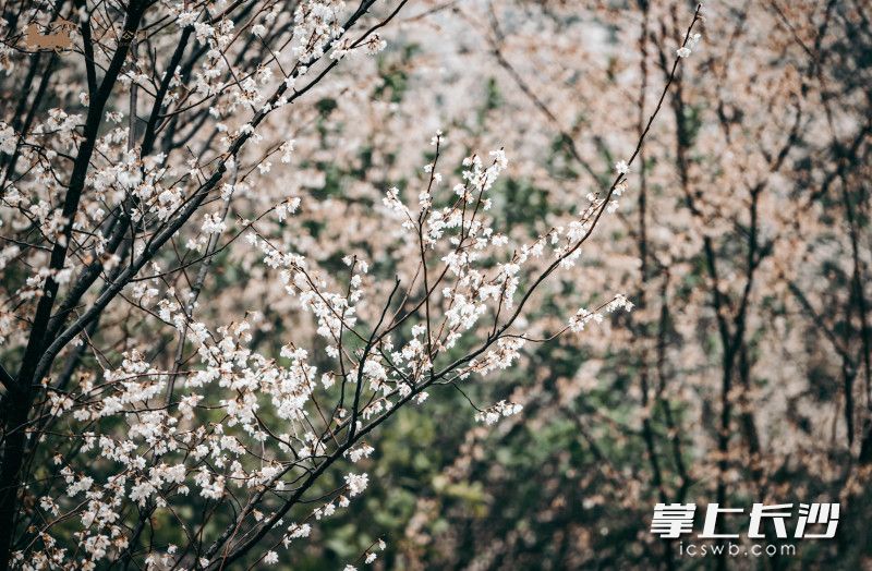 柳露新芽樱花绽放，望月公园迎踏春赏樱高潮。