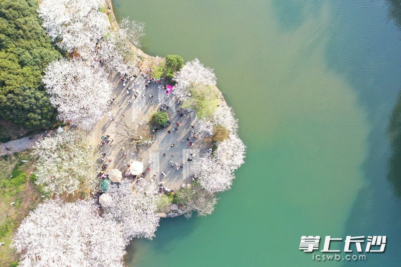 园内800亩樱花倒影入樱花湖形成了罕见的“湖光樱色”景观。