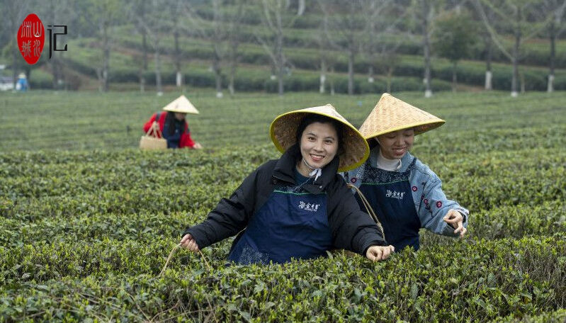 游客们在长沙县金井镇茶园里愉快地采茶。郭雨滴 刘晓敏 摄