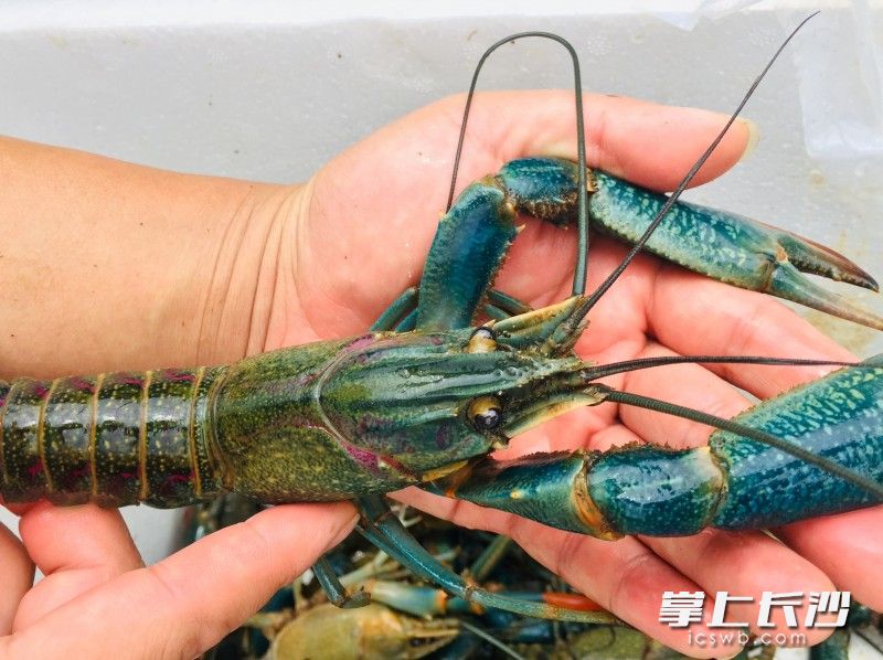 随手捞出的成虾，蓝绿色，近2个巴掌长。受访者供图