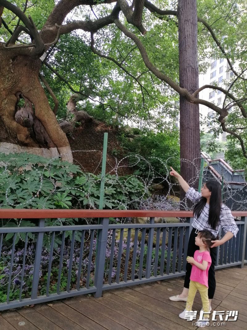 400岁老樟树亭亭如盖，被称为雨花区”树王“，居民们经常来树下休闲。 长沙晚报通讯员  刘漫 摄