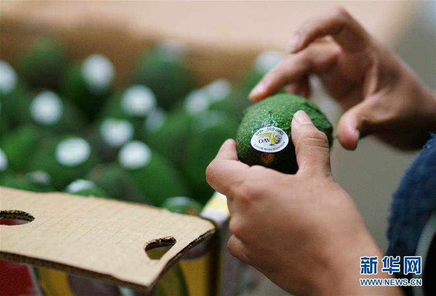 2017年6月3日，在墨西哥米却肯州乌鲁阿潘市的一家牛油果装箱工厂，一名工人为牛油果贴上“合格”标签。新华社记者淡航摄