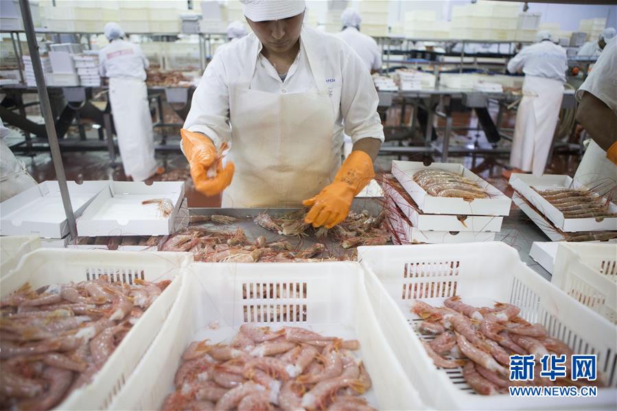 2019年2月15日，在阿根廷丘布特省马德林港，工人按大小对红虾进行分类。新华社发（马丁·萨巴拉摄）