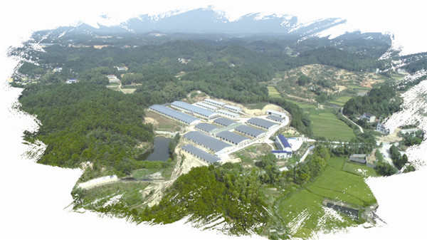 湖南楚沩香农业开发有限公司的宁乡花猪永兴养殖场。
