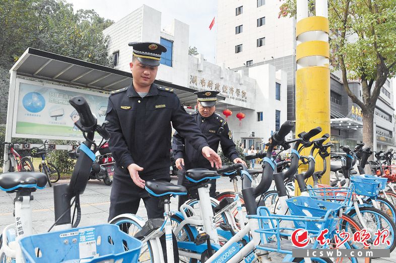 11月12日，湖南财政经济学院前，城管工作人员在整理共享单车。长沙晚报全媒体记者 彭玮蔚 余劭劼 摄影报道