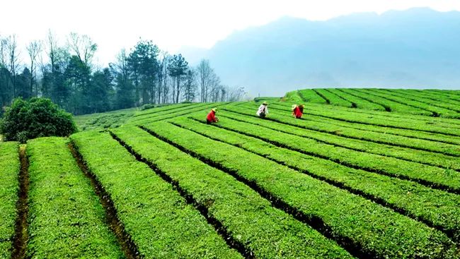 罗坪栗子坪生态茶场。图源：石门县人民政府