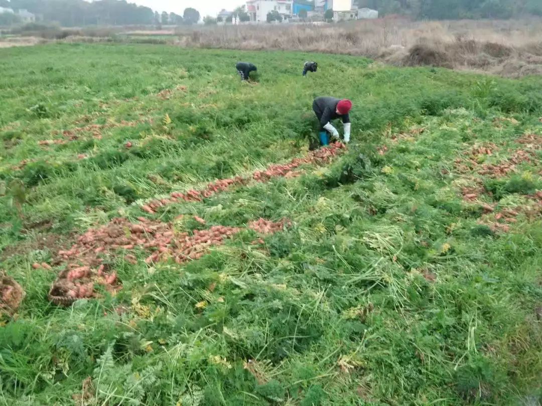 由于大型机器无法进入，胡萝卜出土只能靠人工拔，最多时一天三四十余村民拔萝卜。