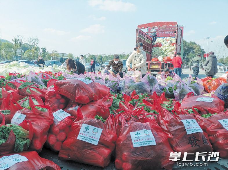 一车车充满爱心的“望城蔬菜”被送往武汉、市内各医院、复工企业等地。朱华摄