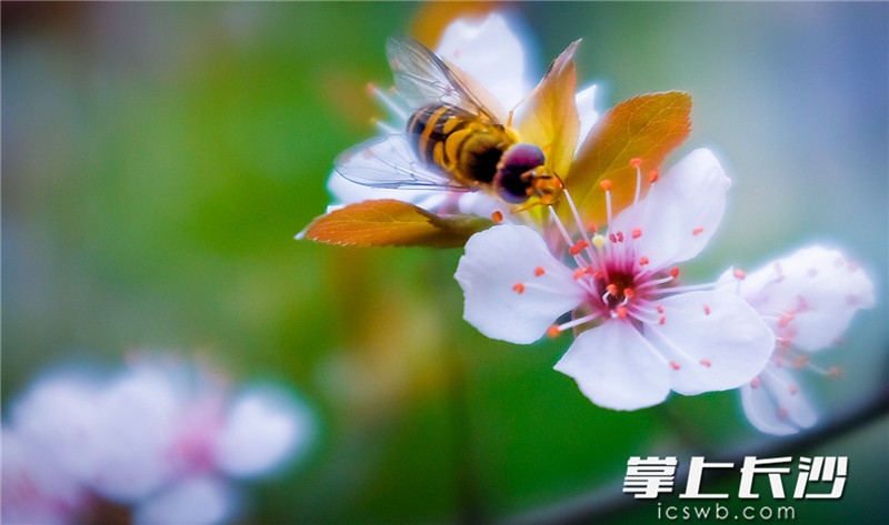 3月5日，河西一小区内桃花盛开，一只蜜蜂在枝头翩翩起舞。邹麟 摄