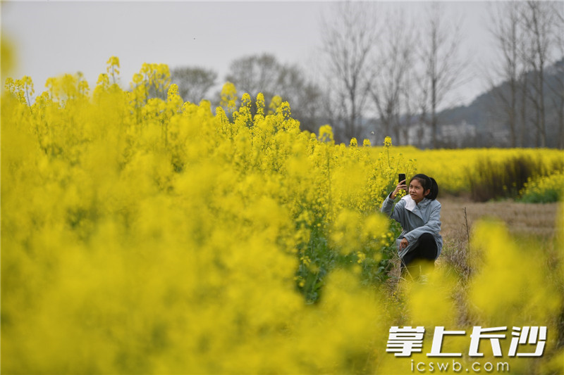 3月5日，长沙县春华镇油菜花地里，赏花的女孩与金黄的春天合影。王志伟 摄