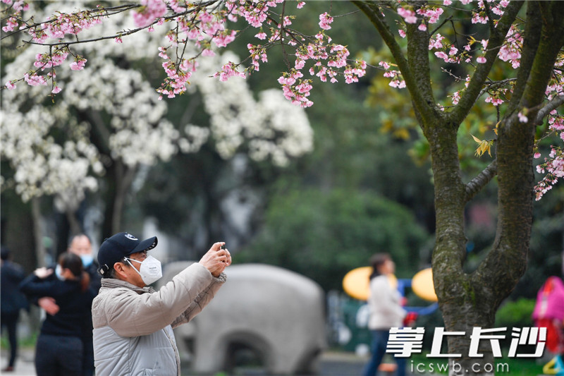 3月5日，晓园公园花团锦簇，市民在家门口有序踏青。 余劭劼 摄
