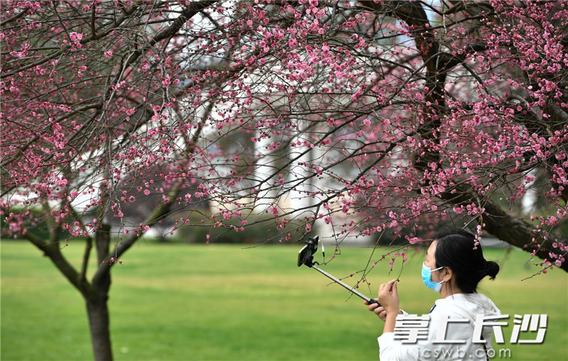 3月1日，橘子洲梅园绿茵梅画相映成画，市民在盛放的梅花树下自拍。余劭劼 摄