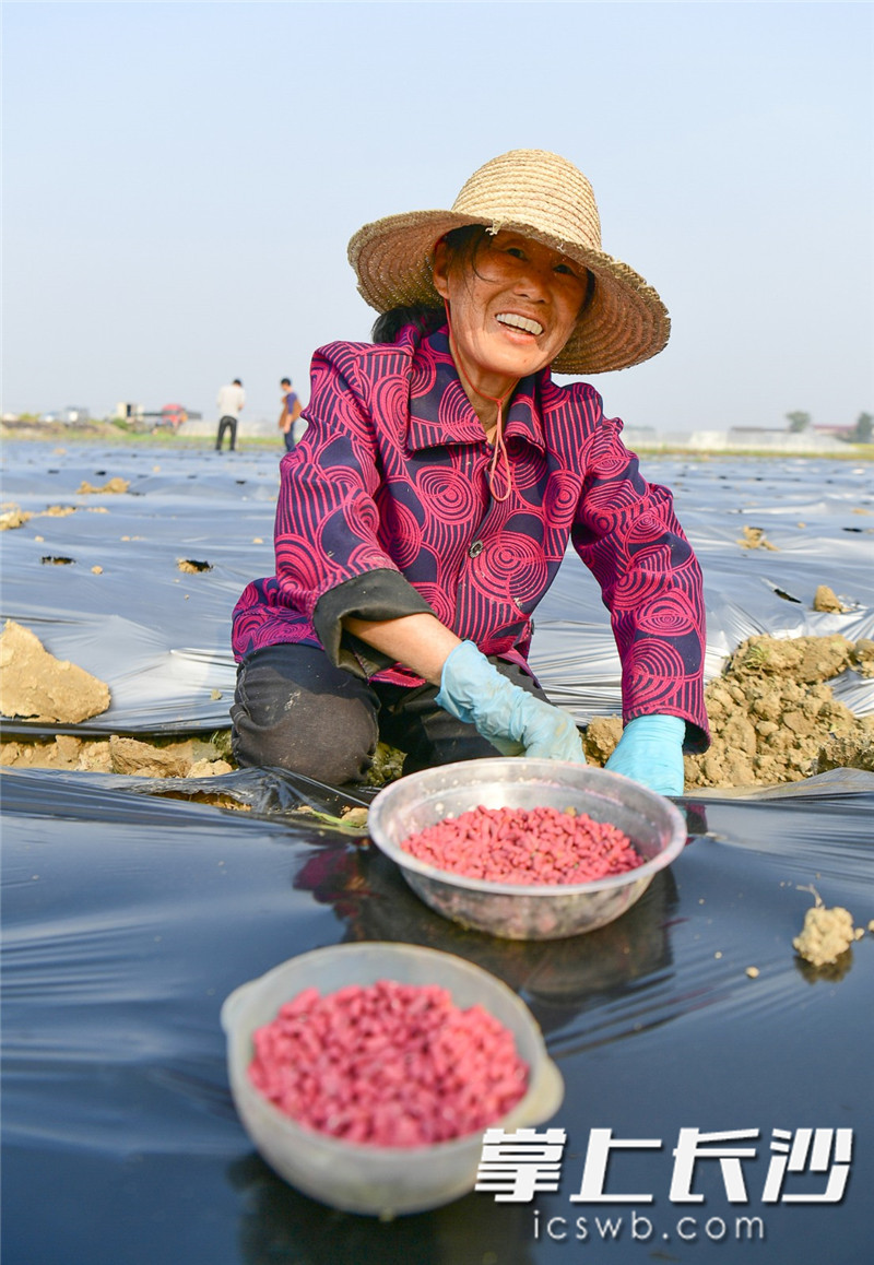 2月26日，浏阳市沿溪镇沙龙村蔬菜示范基地，村民正在忙着栽种豆角籽。彭红霞 摄