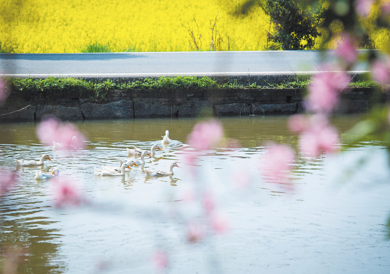 望城区茶亭镇，池塘边桃花开得正艳。“春江水暖鸭先知”，一群鸭子在池塘中戏水。