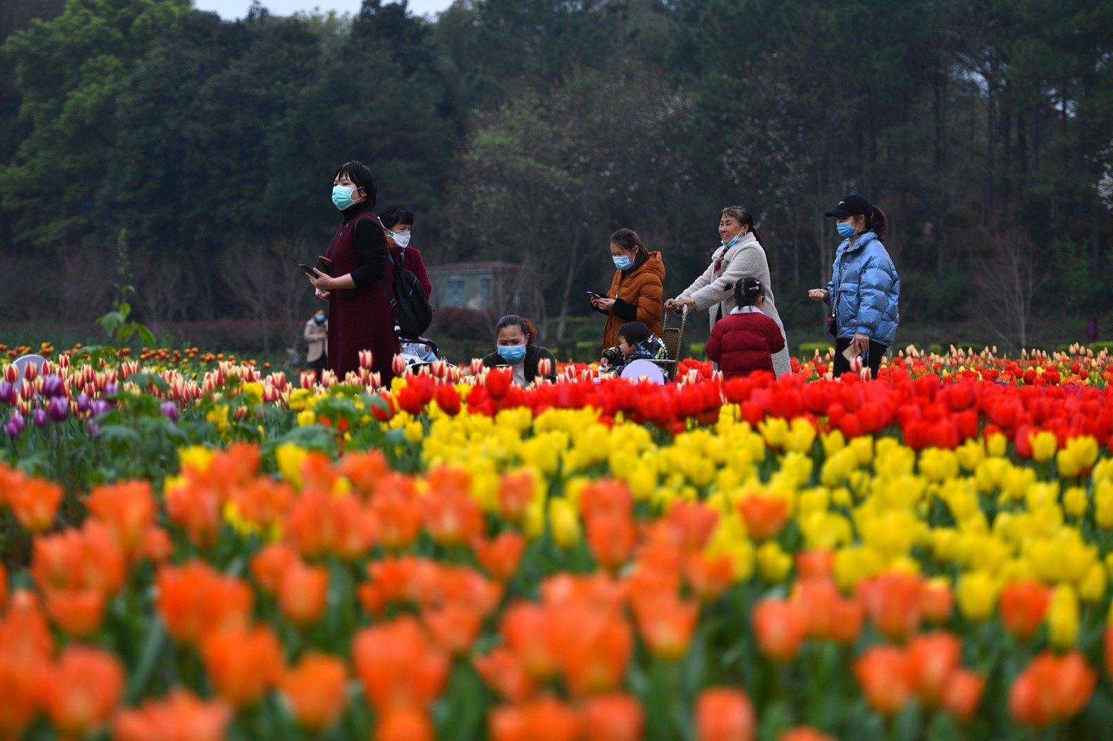 省森林植物园内，数十万朵郁金香盛放，吸引各地游客前来感受春天的气息。 长沙晚报全媒体记者 王志伟 摄