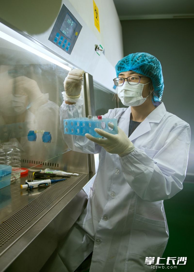 圣湘生物实验室里，毕业于牛津大学的80后女博士任小梅正在进行着新冠病毒核酸检测试剂的调配优化。 长沙晚报全媒体记者 邹麟 摄