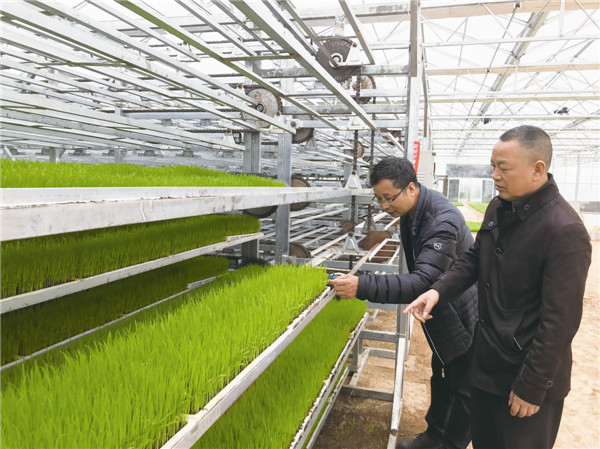 水稻全程全自动智能化育秧苗工厂能大量节省土地和人工。龚再蓉 摄