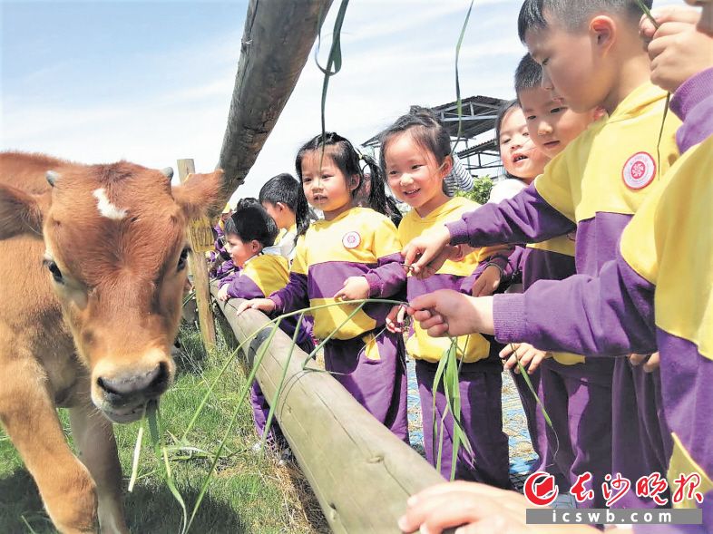 在落户双江口镇的优卓牧业农场，孩子们第一次和小奶牛亲密接触。图片均为受访方提供
