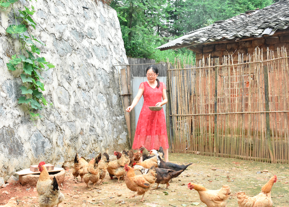 陈芹喂着后院的鸡鸭，鸡鸭长势喜人，又是家中一笔不小的收入。