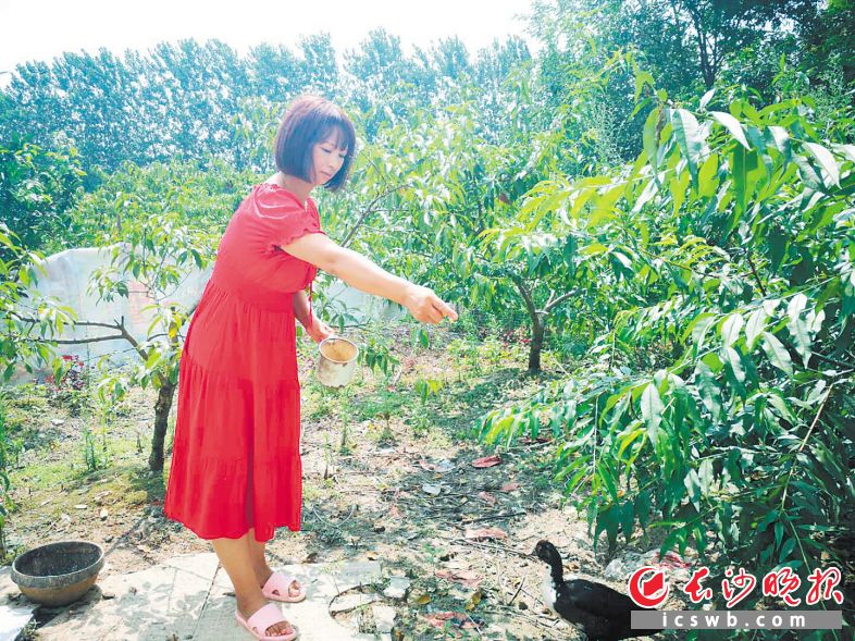 22日，王丽娥正在自家桃林里喂鸭，早几天这片桃林为她家带来了8000多元收入。均为长沙晚报全媒体记者 朱华摄