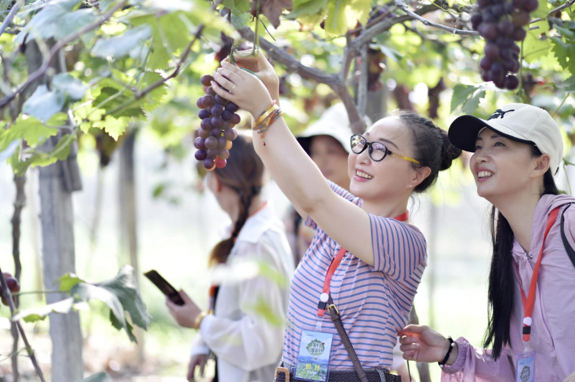 乡村漫游团的粉丝们在和家村葡萄园采摘葡萄