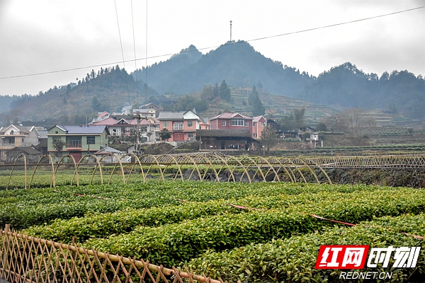 黄金村的村民通过种植黄金茶种出了“黄金梦”。