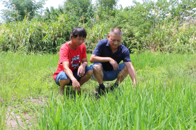 ▲刘光华（左）和彭义正在稻田里查看禾苗长势。