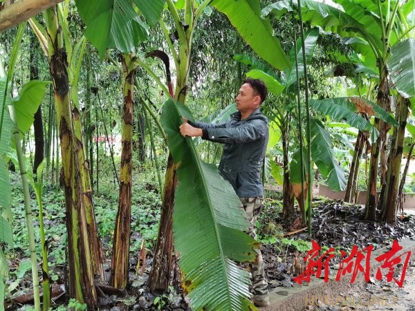 9月16日，村民彭彪在望母洲景区修剪芭蕉林枝叶。胡盼盼 摄