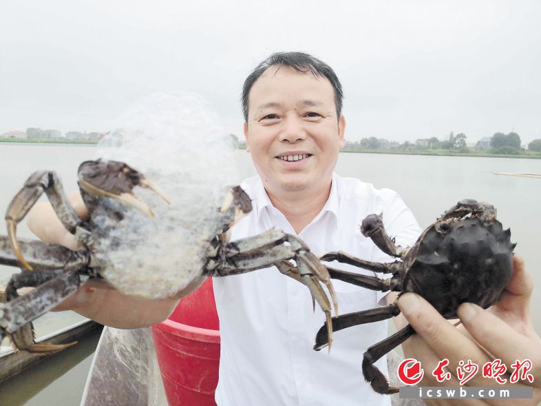 长沙市创先现代农业发展有限公司董事长刘戬，从水里起出两只大闸蟹“打样”。长沙晚报全媒体记者 贺文兵摄