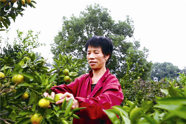 橘农在采摘橘子。刘石江 摄