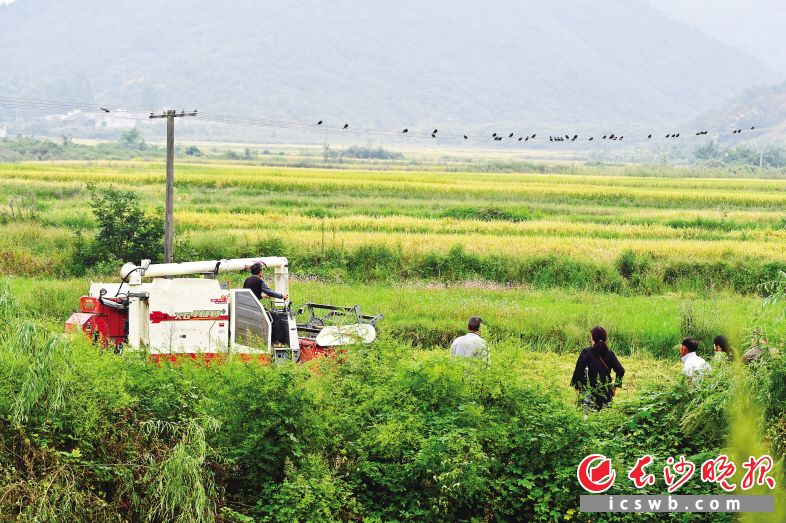 靳江河长沙境内源头附近，农民驾驶收割机在稻田收割。均为长沙晚报全媒体记者 王志伟 摄