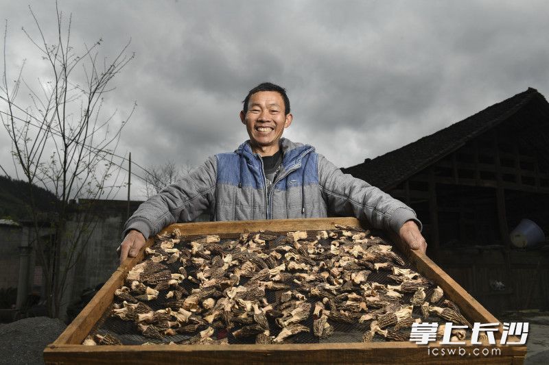 3月30日，在龙山县靛房镇万龙村，看着自家烘烤出来的羊肚菌，今年54岁的彭英龙笑得合不拢嘴。长沙晚报全媒体记者 黄启晴 摄
