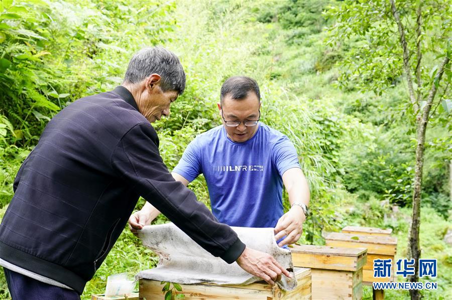 重庆石柱土家族自治县中益乡华溪村贫困户谭登周老人在扶贫干部的帮助下养殖中华蜜蜂（2020年7月7日摄）。新华社记者 刘潺 摄