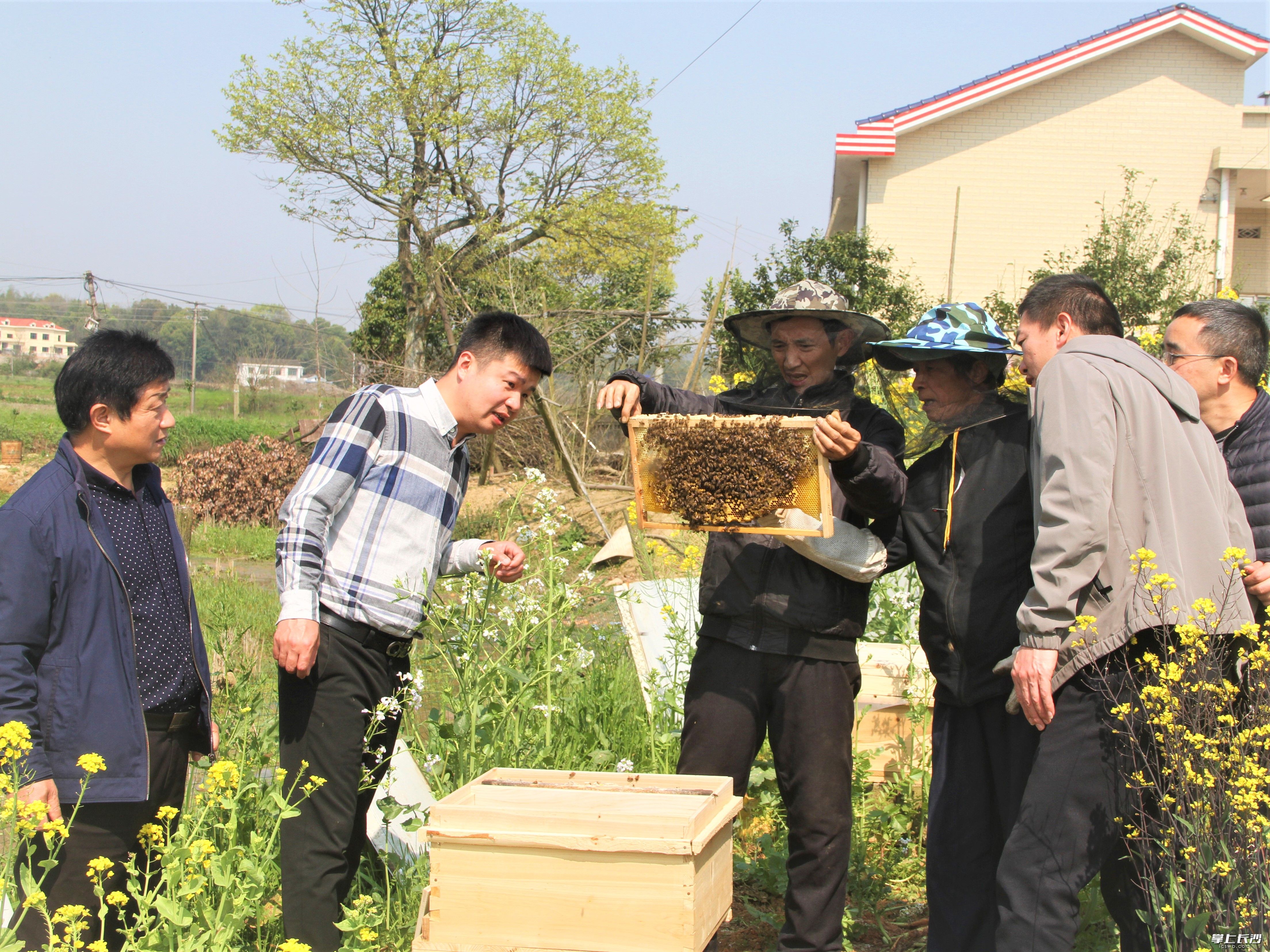 在宁乡市夏铎铺镇天马新村，镇村干部正在指导村民发展养蜂。通讯员 陈燕 摄