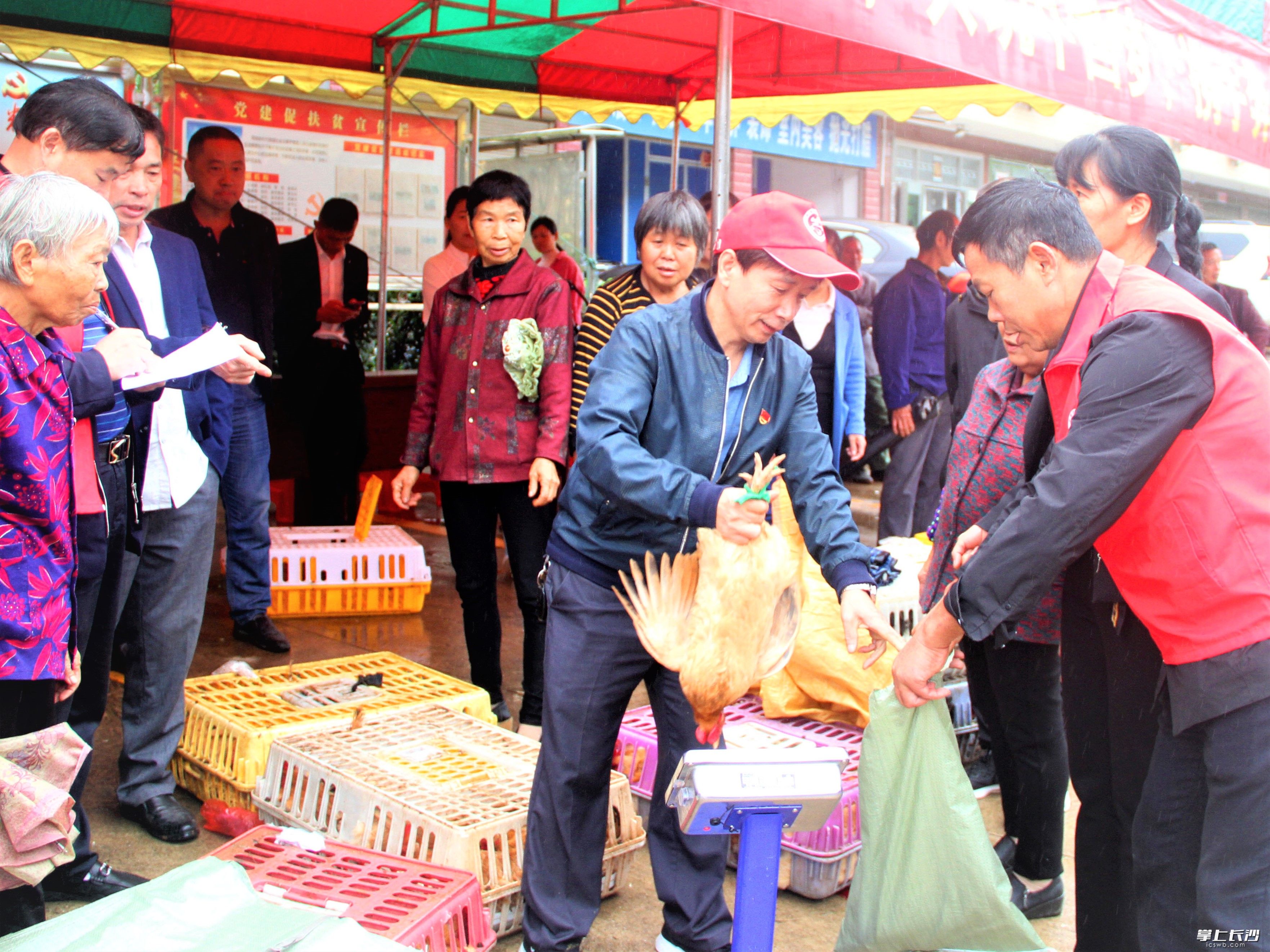 在宁乡市夏铎铺镇龙福新村，举行的消费扶贫活动帮助贫困户销售鸡鸭。长沙晚报全媒体记者 张禹 摄