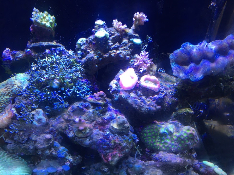 图1 人工培养的珊瑚

