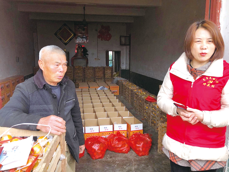 去年12月，永安镇坪头村村民陈茂叨（左）家椪柑滞销，在村干部、微网格长和志愿者的帮助下，滞销的万斤椪柑顺利卖完。受访者供图